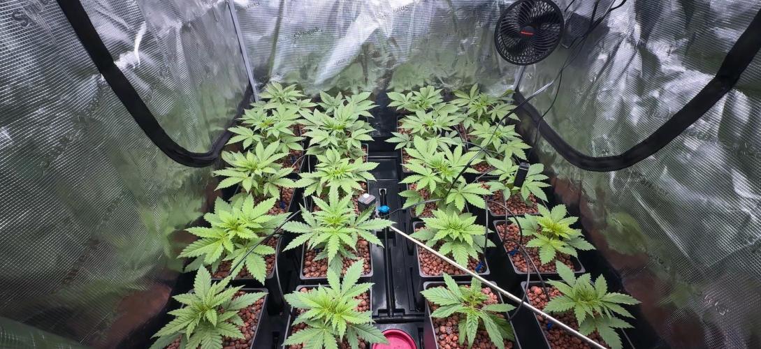 PURPLE PUNCH + 5 GENETICS WITH ATAMI. Week 4