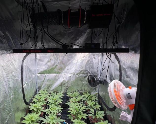 PURPLE PUNCH + 5 GENETICS WITH ATAMI. Week 4