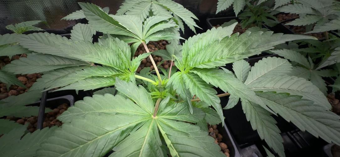 PURPLE PUNCH + 5 GENETICS WITH ATAMI. Week 4