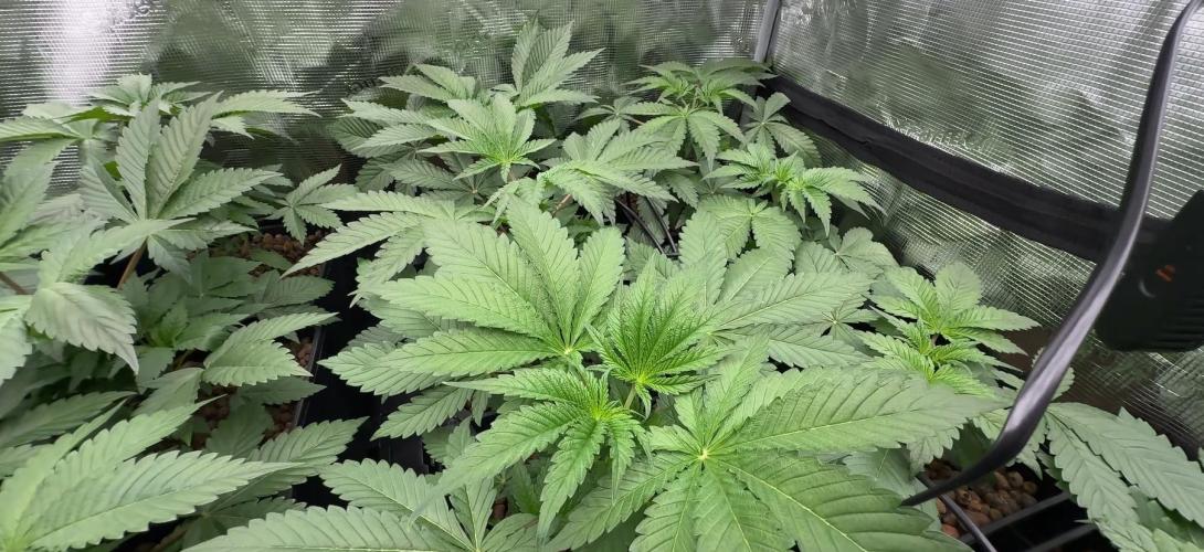 PURPLE PUNCH + 5 GENETICS WITH ATAMI. Week 4