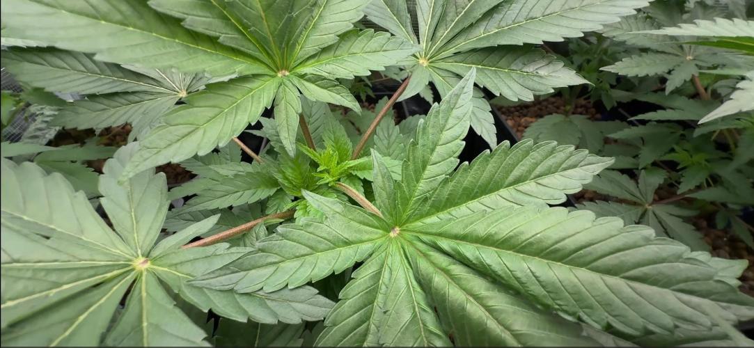 PURPLE PUNCH + 5 GENETICS WITH ATAMI. Week 4