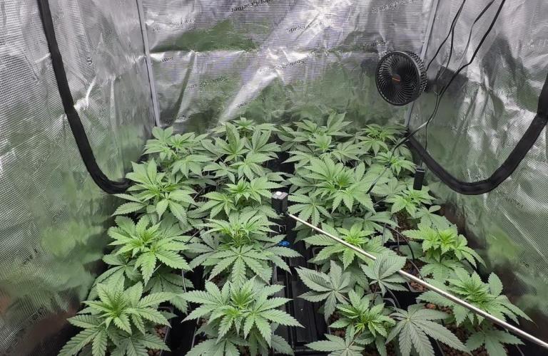 PURPLE PUNCH + 5 GENETICS WITH ATAMI. Week 4