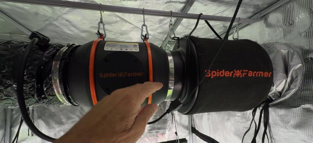 PURPLE PUNCH + 5 GENETICS WITH ATAMI. Week 4