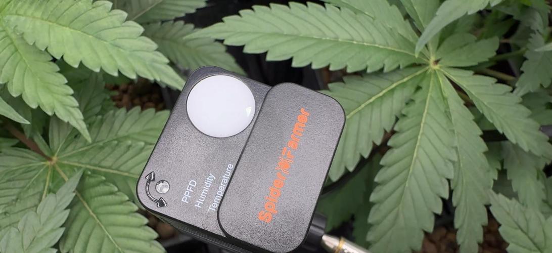 PURPLE PUNCH + 5 GENETICS WITH ATAMI. Week 4