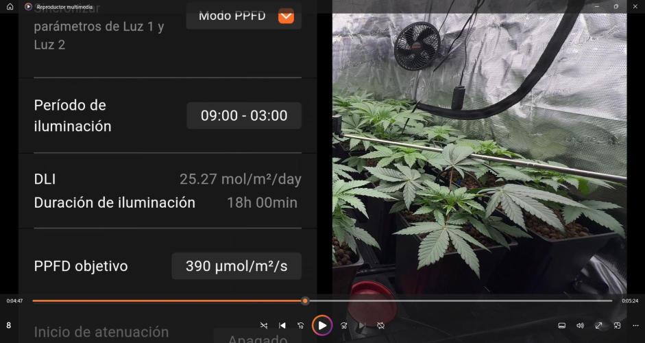 PURPLE PUNCH + 5 GENETICS WITH ATAMI. Week 4