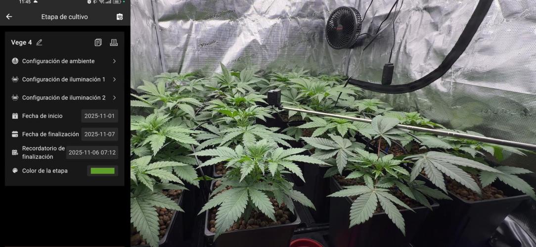 PURPLE PUNCH + 5 GENETICS WITH ATAMI. Week 4