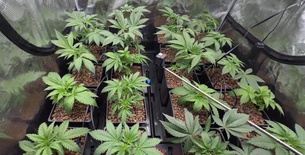 PURPLE PUNCH + 5 GENETICS WITH ATAMI. Week 4