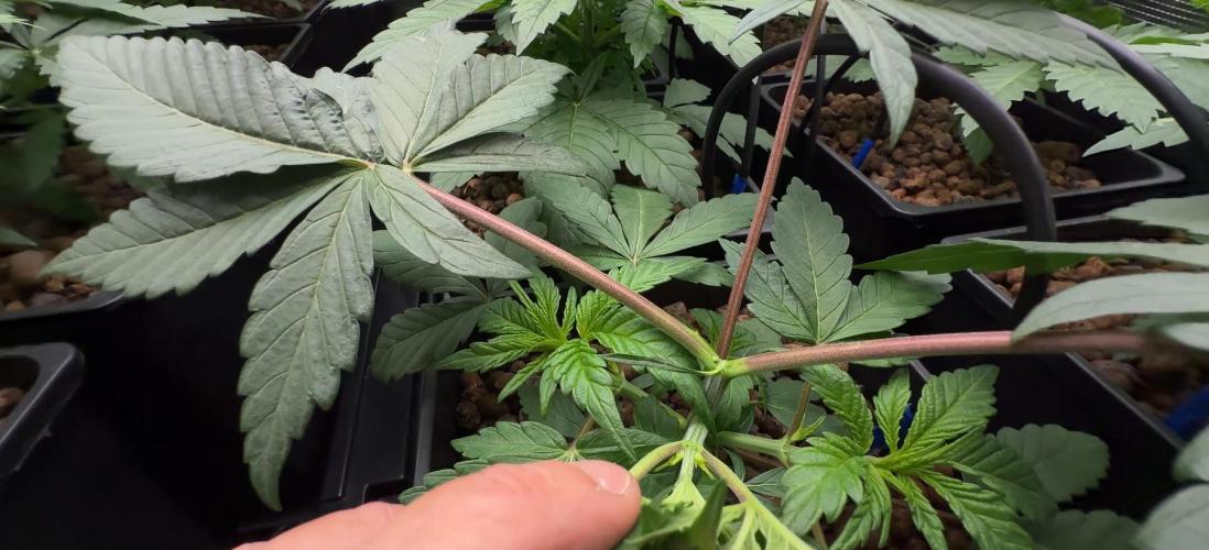 PURPLE PUNCH + 5 GENETICS WITH ATAMI. Week 4