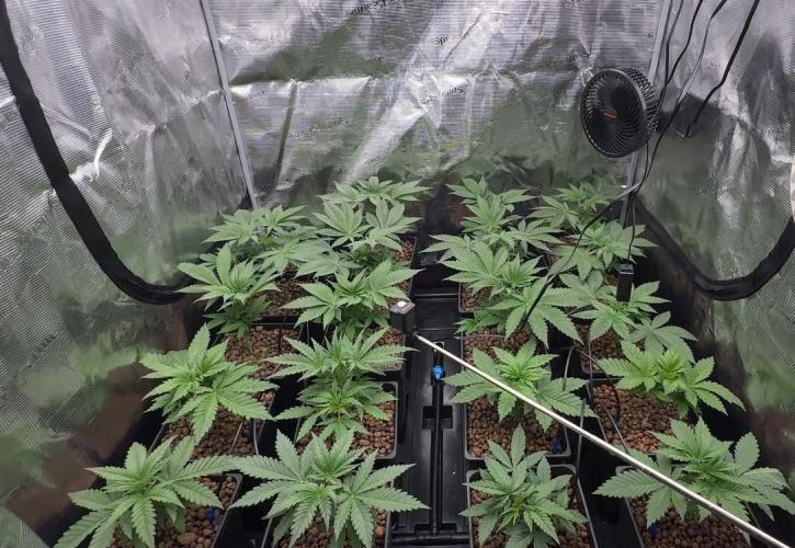 PURPLE PUNCH + 5 GENETICS WITH ATAMI. Week 4