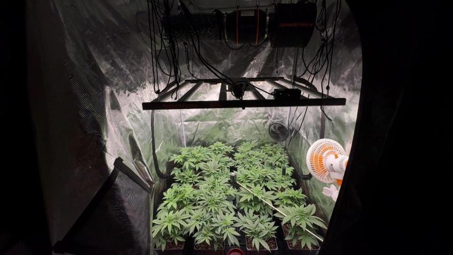 PURPLE PUNCH + 5 GENETICS WITH ATAMI. Week 5