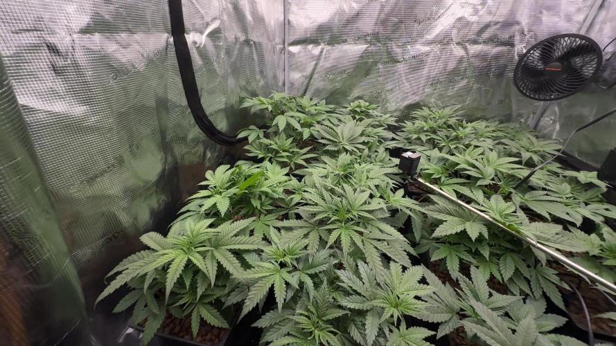 PURPLE PUNCH + 5 GENETICS WITH ATAMI. Week 5