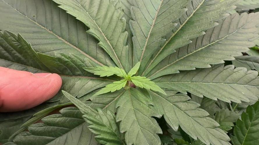 PURPLE PUNCH + 5 GENETICS WITH ATAMI. Week 5