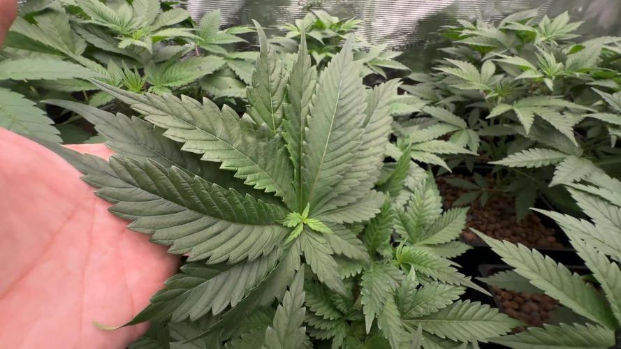 PURPLE PUNCH + 5 GENETICS WITH ATAMI. Week 5