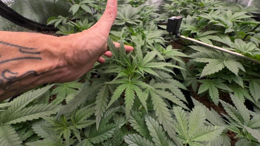 PURPLE PUNCH + 5 GENETICS WITH ATAMI. Week 5