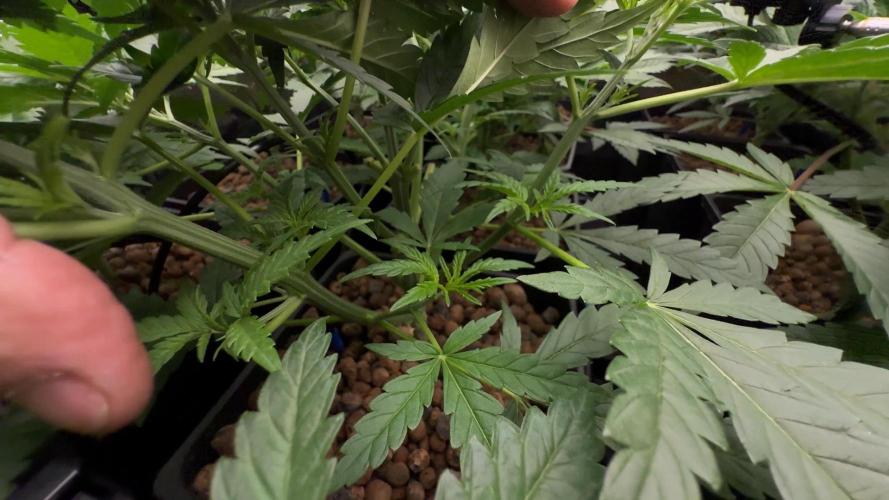 PURPLE PUNCH + 5 GENETICS WITH ATAMI. Week 5