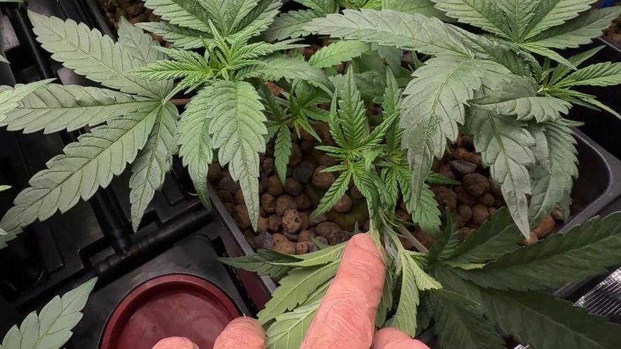 PURPLE PUNCH + 5 GENETICS WITH ATAMI. Week 5