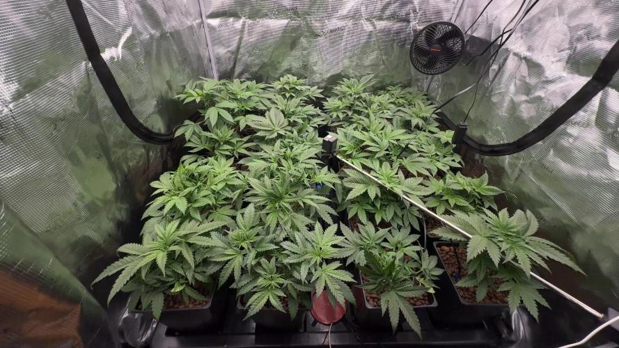 PURPLE PUNCH + 5 GENETICS WITH ATAMI. Week 5