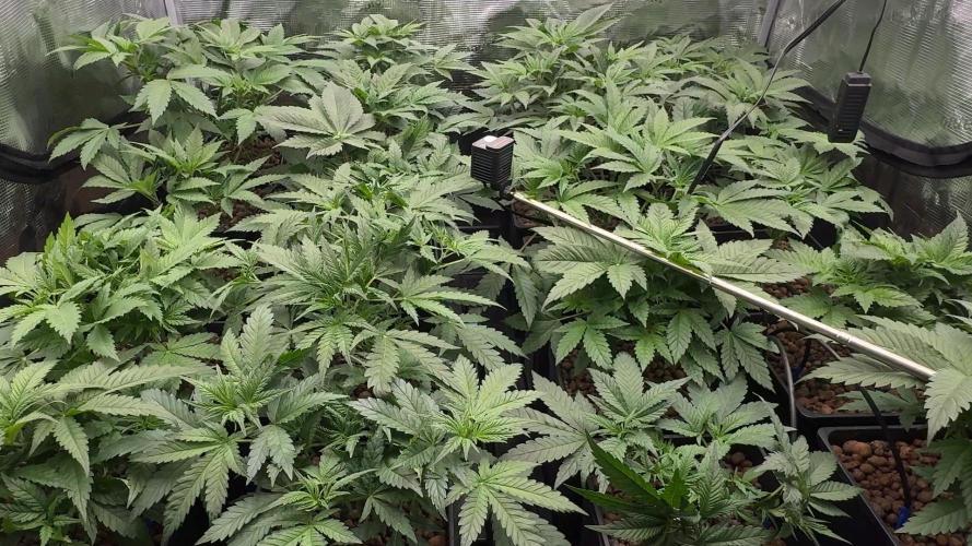 PURPLE PUNCH + 5 GENETICS WITH ATAMI. Week 5