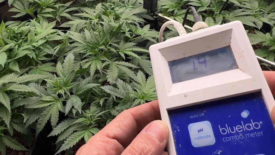 PURPLE PUNCH + 5 GENETICS WITH ATAMI. Week 5