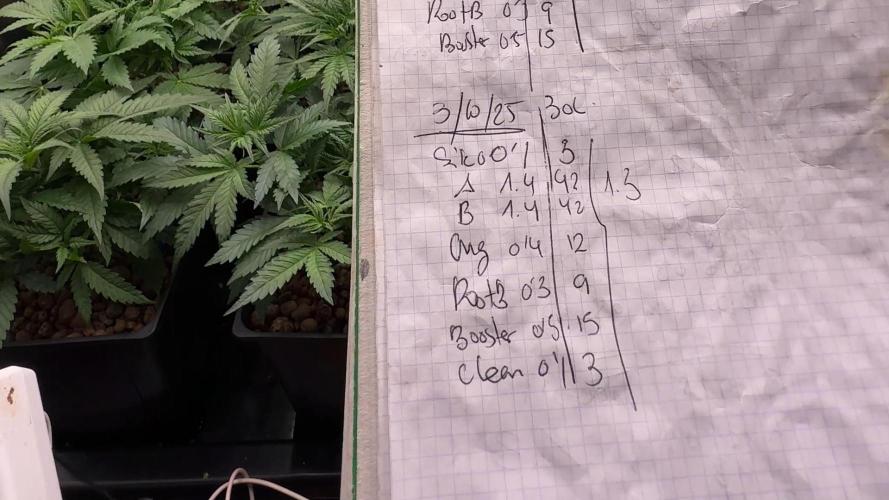 PURPLE PUNCH + 5 GENETICS WITH ATAMI. Week 5