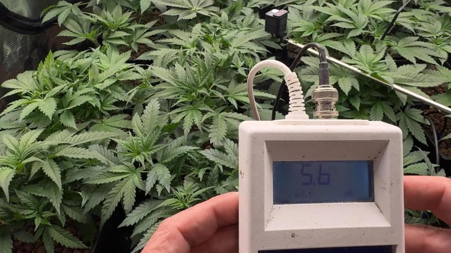 PURPLE PUNCH + 5 GENETICS WITH ATAMI. Week 5