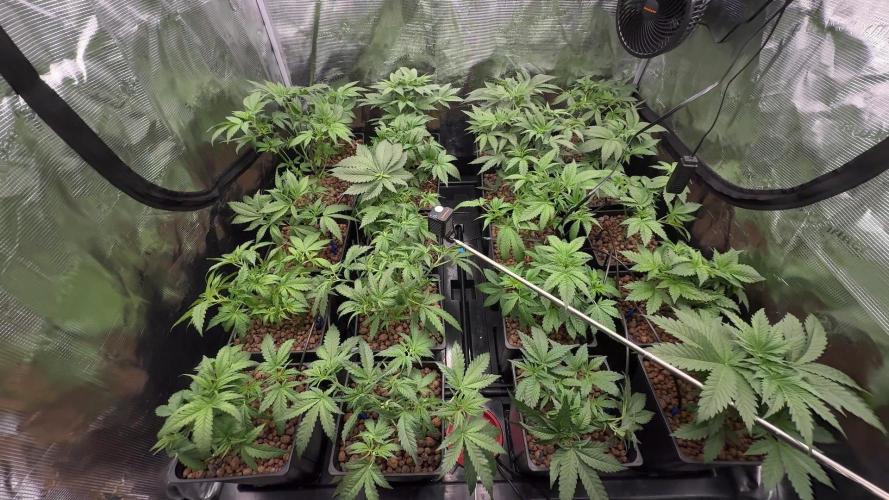 PURPLE PUNCH + 5 GENETICS WITH ATAMI. Week 5