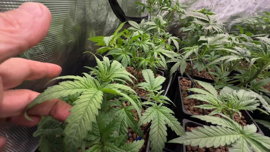 PURPLE PUNCH + 5 GENETICS WITH ATAMI. Week 5