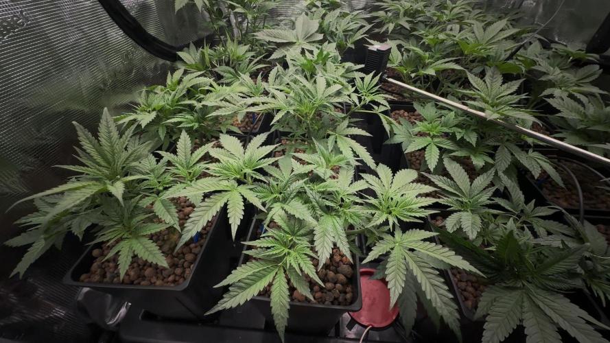 PURPLE PUNCH + 5 GENETICS WITH ATAMI. Week 5