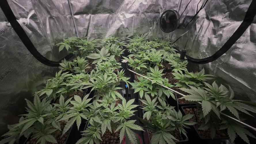 PURPLE PUNCH + 5 GENETICS WITH ATAMI. Week 5