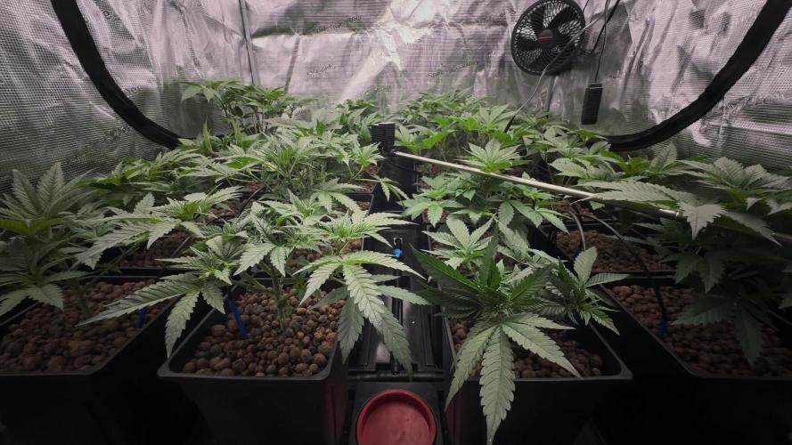 PURPLE PUNCH + 5 GENETICS WITH ATAMI. Week 5