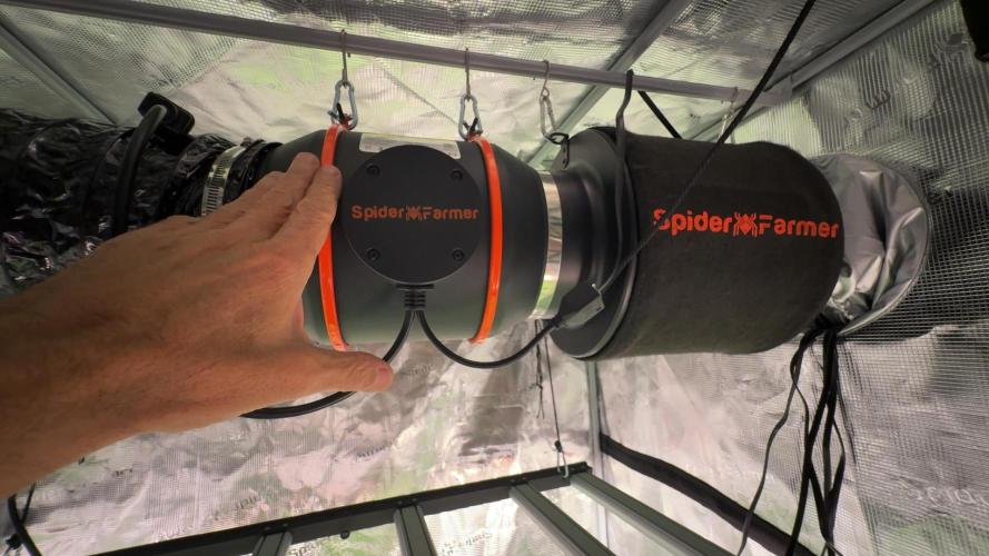 PURPLE PUNCH + 5 GENETICS WITH ATAMI. Week 5