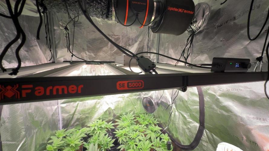 PURPLE PUNCH + 5 GENETICS WITH ATAMI. Week 5