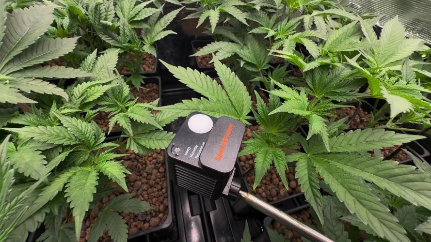 PURPLE PUNCH + 5 GENETICS WITH ATAMI. Week 5