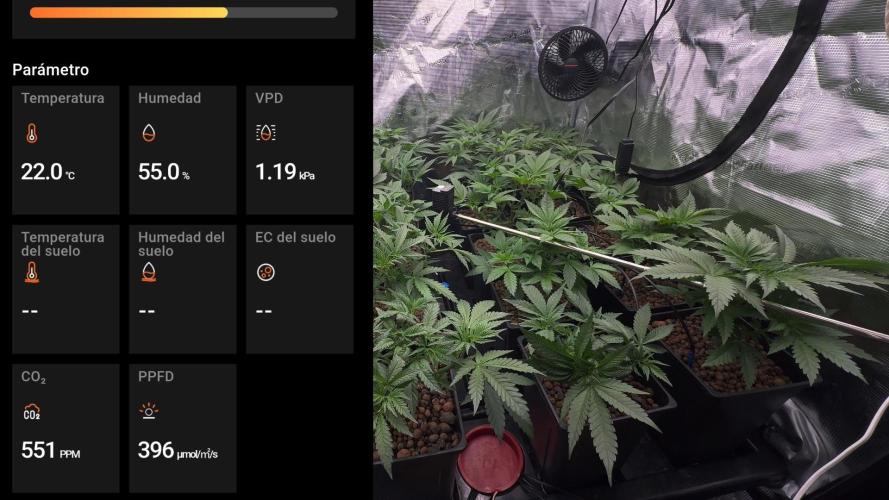 PURPLE PUNCH + 5 GENETICS WITH ATAMI. Week 5