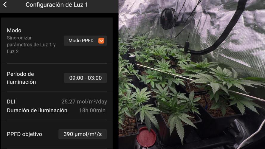 PURPLE PUNCH + 5 GENETICS WITH ATAMI. Week 5