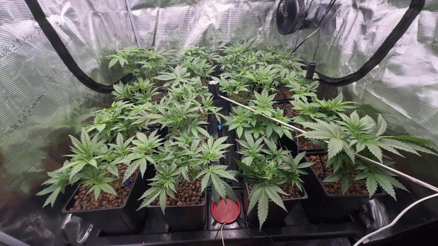 PURPLE PUNCH + 5 GENETICS WITH ATAMI. Week 5