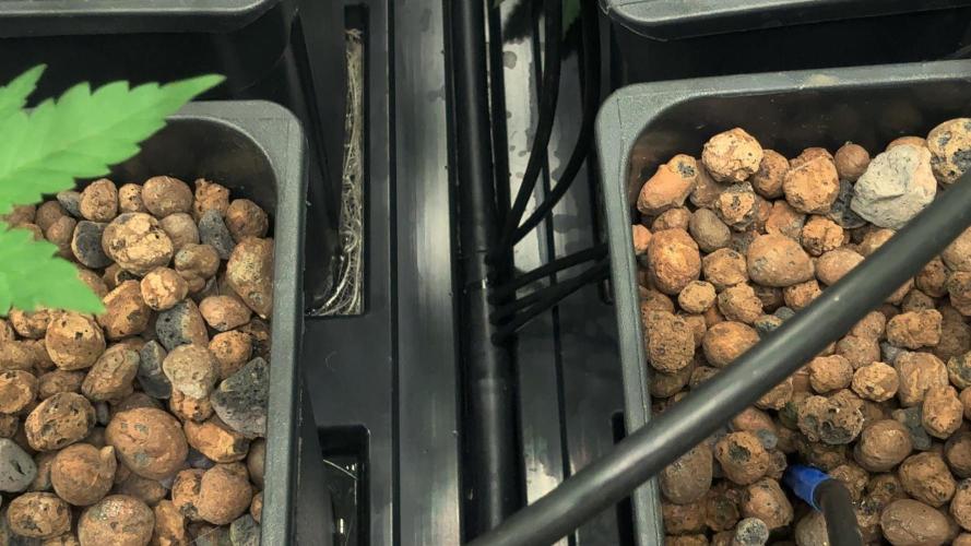 PURPLE PUNCH + 5 GENETICS WITH ATAMI. Week 5