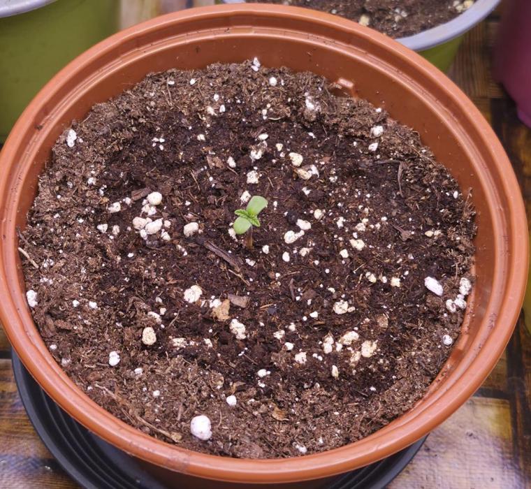 Můj první SCROG. Week 0