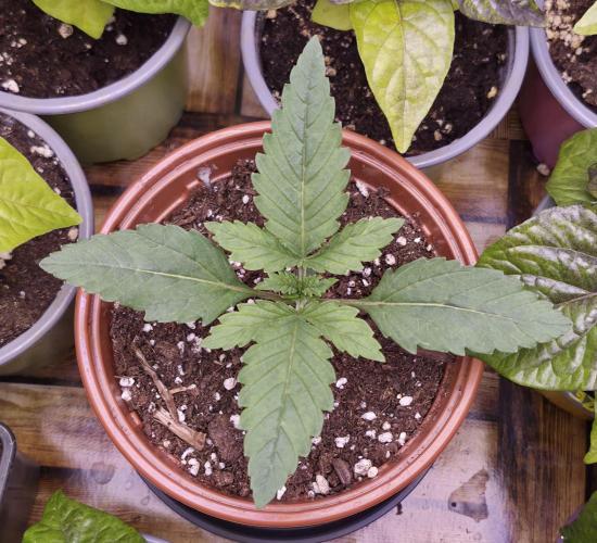 Runtz x Layer Cake. Week 1