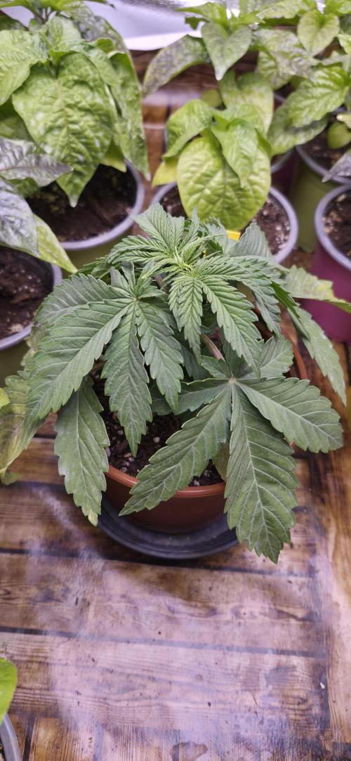 Runtz x Layer Cake. Week 2