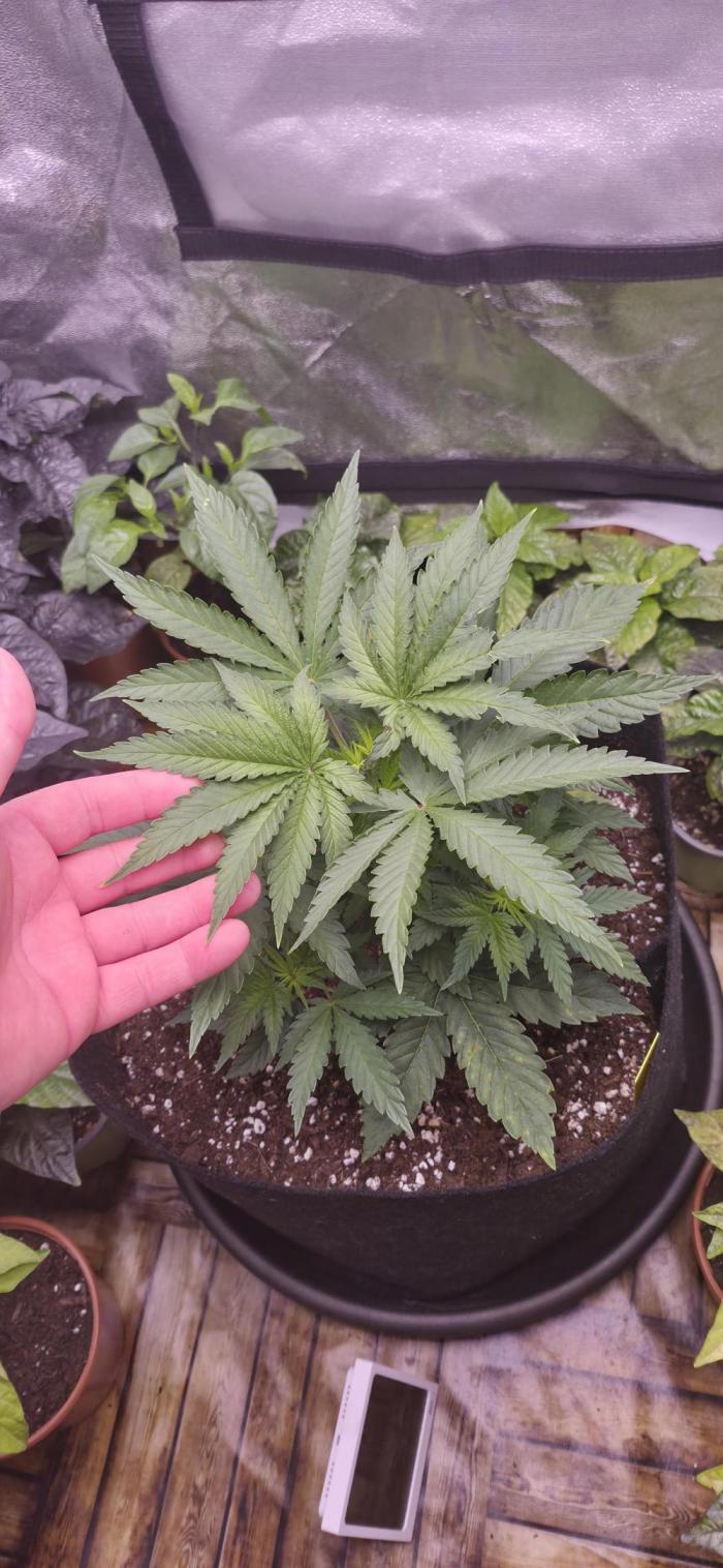 Můj první SCROG. Week 3