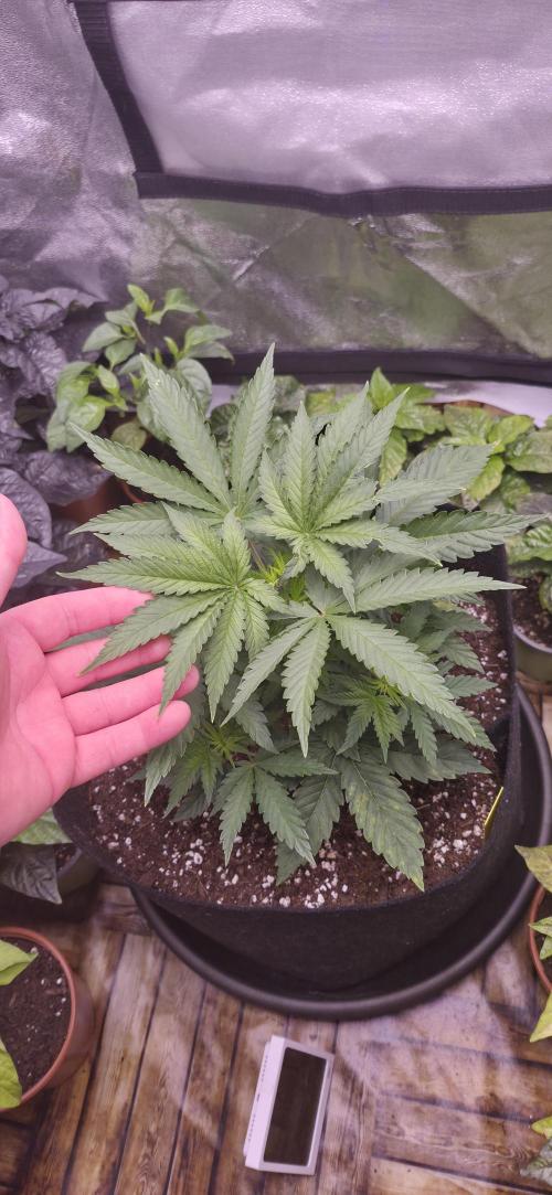 Runtz x Layer Cake. Week 3