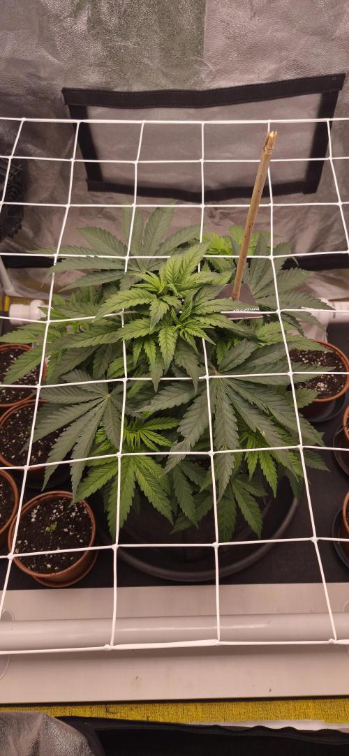 Můj první SCROG. Week 4