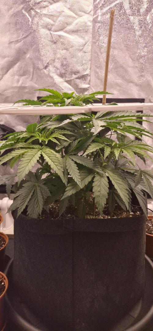 Můj první SCROG. Week 4