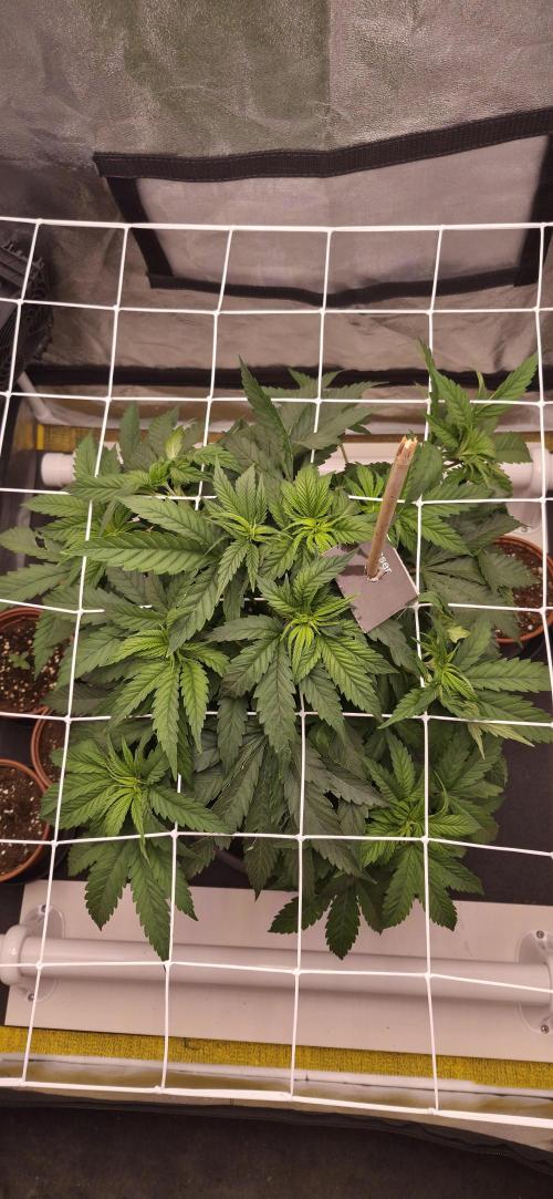 Můj první SCROG. Week 5