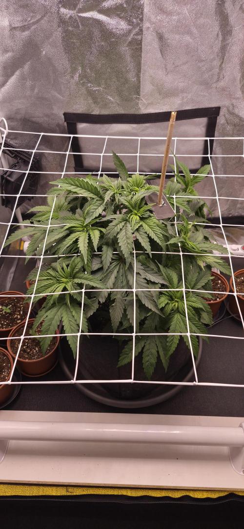 Můj první SCROG. Week 5