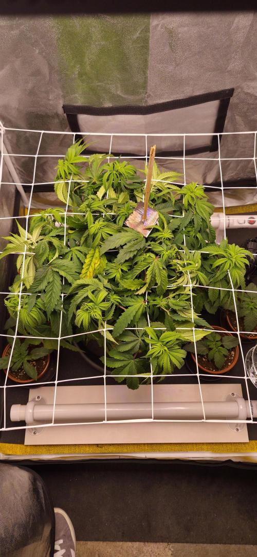 Můj první SCROG. Week 6