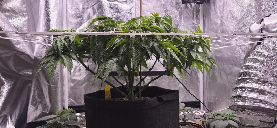 Můj první SCROG. Week 6
