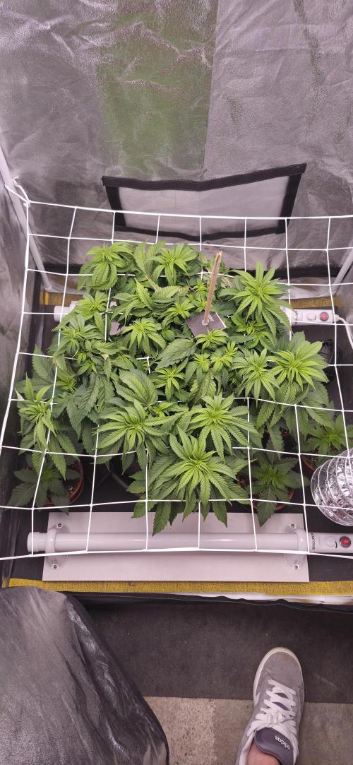 Můj první SCROG. Week 6