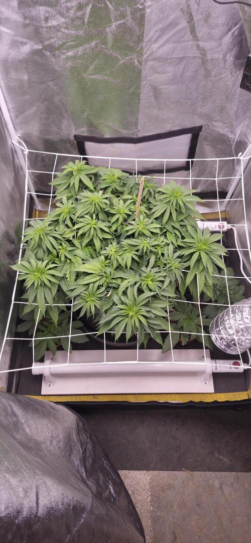 Můj první SCROG. Week 7